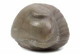Bargain, Enrolled Illaenus Trilobite Fossil - Russia #363222-2